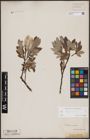 Foto von Salix lapponum L.